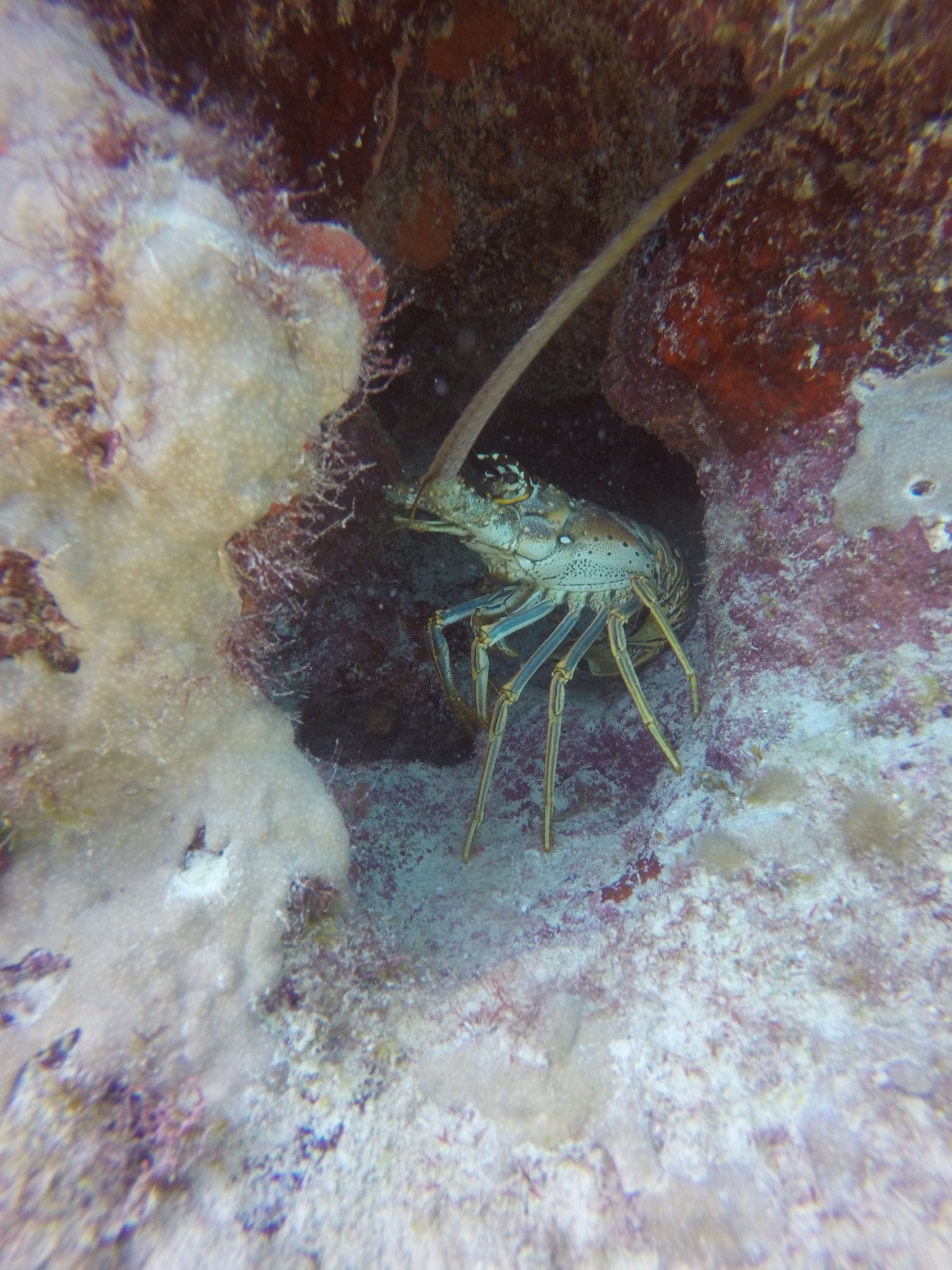 Rock lobster on Key Largo Reef ScubaFun Florida