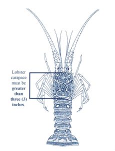 How to measure a spiny lobster