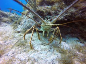 Florida Spiny Lobster under ledge