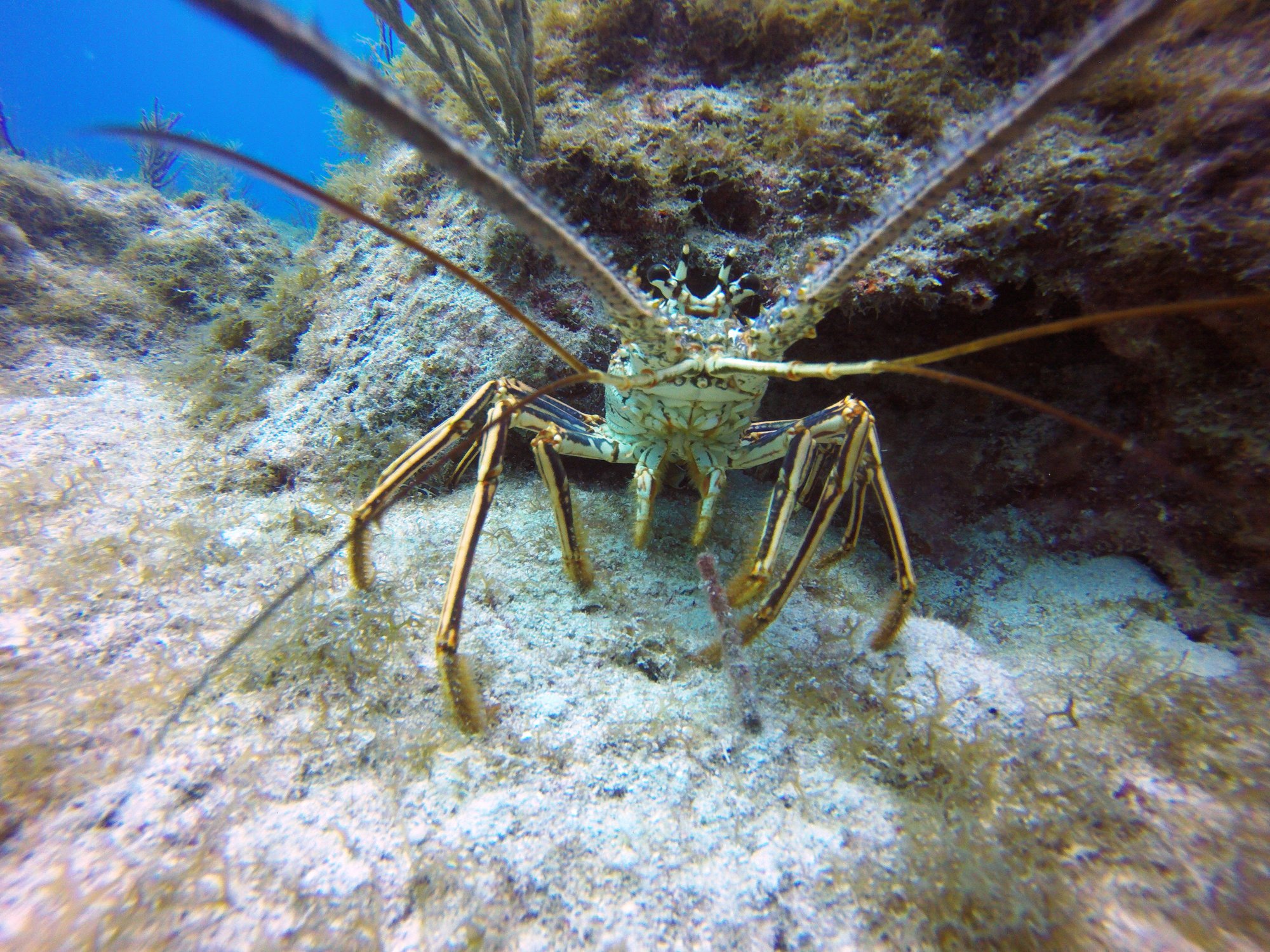 Caribbean or Florida Spiny Lobster | Scuba-Fun Florida