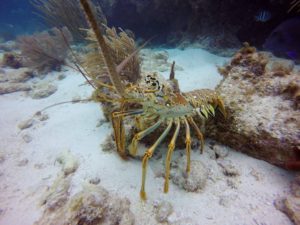 Shows a Florida spiny lobster